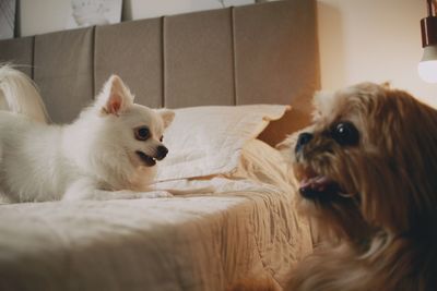 Two dogs playing in a bedroom