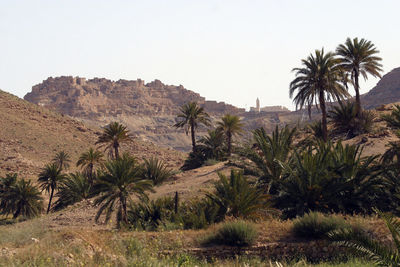 Scenic view of palm trees on desert against sky