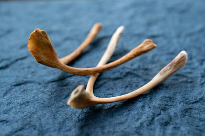 Close-up of animal bones on textured table