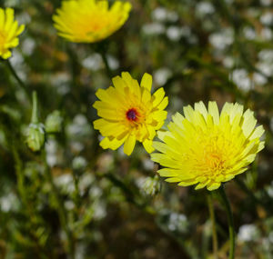 Close-up of insect on yellow flower