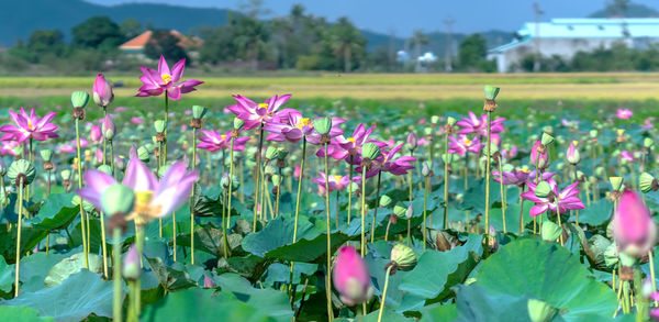 Close-up of pink flowering plants