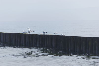 Seagulls perching on wooden post in sea against sky