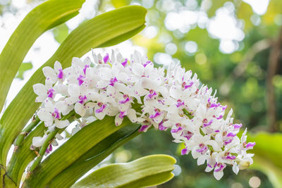 Close-up of pink flowering plant