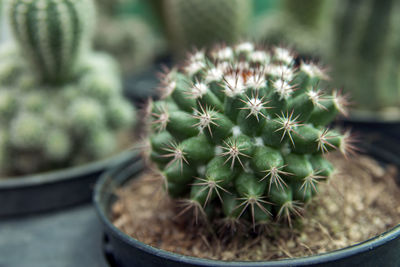 Close-up of cactus plant in pot