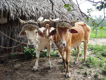 Cattle on a yoke in vinales cuba