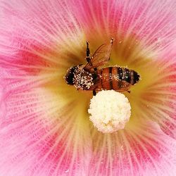 Close-up of insect on pink flower