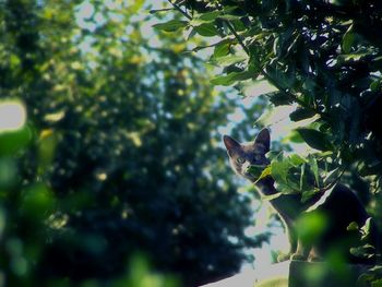 Low angle view of plants