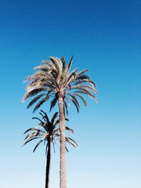 Low angle view of palm tree against clear blue sky