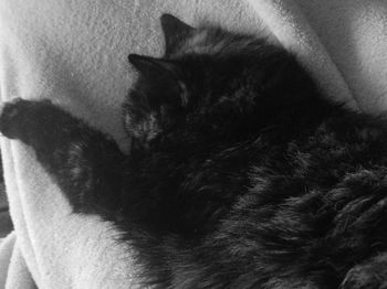 Cat resting on tiled floor