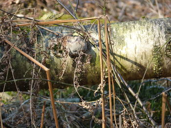 Close-up of plants growing in farm