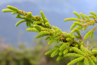 Close-up of plant