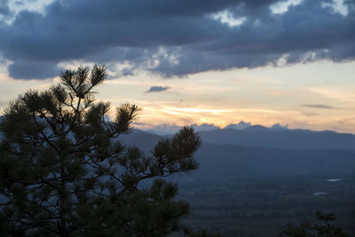 Silhouette of tree at sunset
