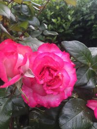 Close-up of pink rose blooming outdoors