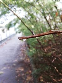 Close-up of rusty metal on tree in forest