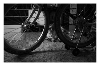 Close-up of a dog with bicycle