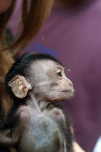 Close-up of young monkey