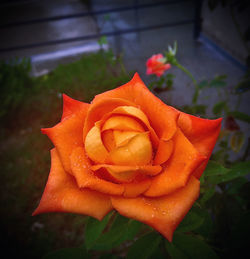 Close-up of wet orange rose