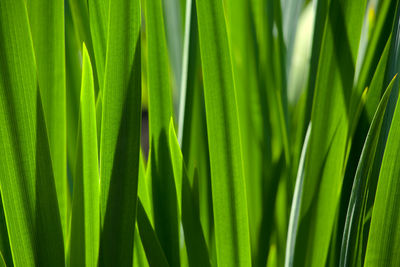 Full frame shot of green plants