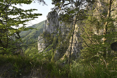 Scenic view of forest against sky