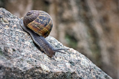 Close-up of snail on rock