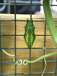 Swallowtail crysalis 