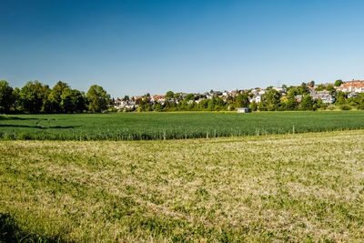 Scenic view of agricultural field against sky