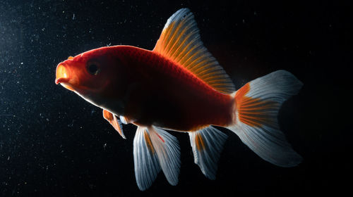 Close-up of fish swimming in sea