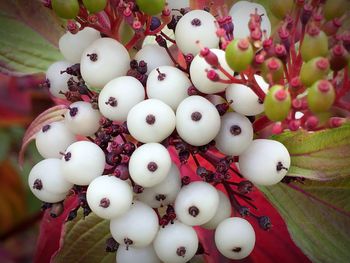 Close-up of christmas decoration