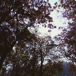 Low angle view of trees against sky