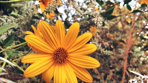 Close-up of yellow flower