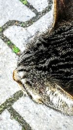Close-up of caterpillar in water