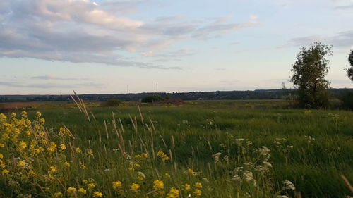 Scenic view of field against cloudy sky
