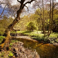Trees and plants growing in river