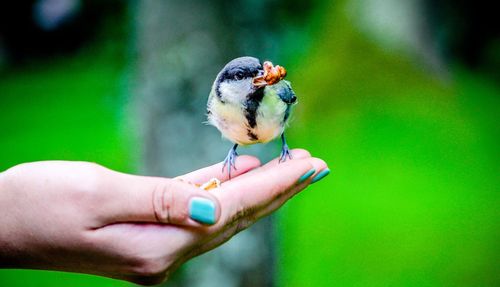 Close-up of hand holding bird