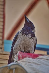 animal