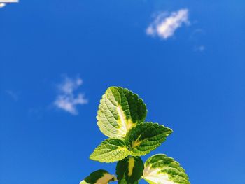 Low angle view of fresh green plant against blue sky