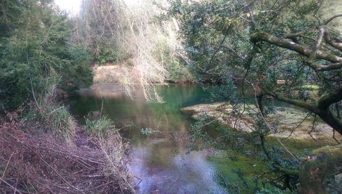 Reflection of trees in water