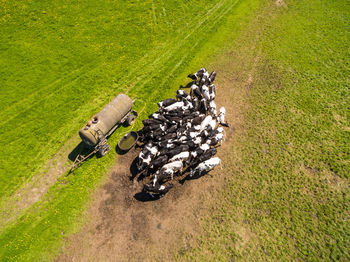 High angle view of plants growing on field