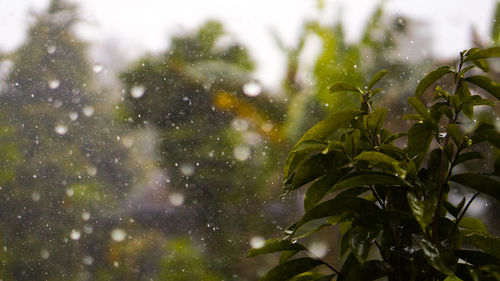 Close-up of wet plant