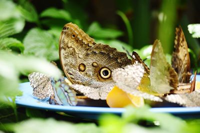 Close-up of butterfly on leaf