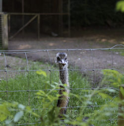 Portrait of rhea on a field