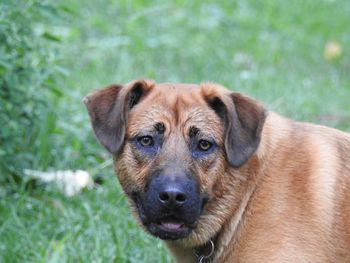 Portrait of a dog