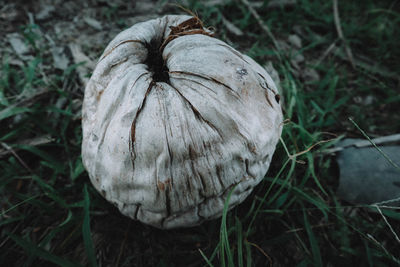 Close-up of mushroom growing on field