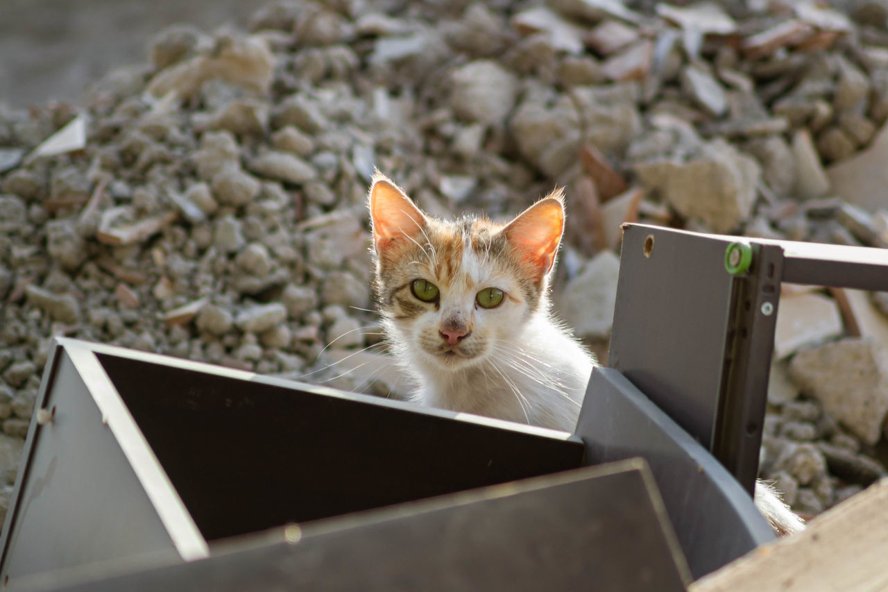 PORTRAIT OF CAT LOOKING UP