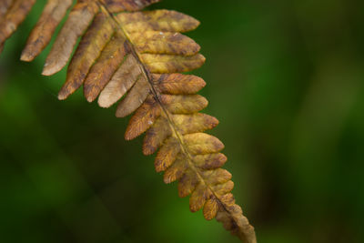 Brown yellow fern leaf on a green background, close up