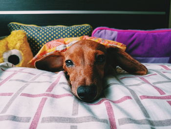 Close-up portrait of dog relaxing on bed at home