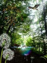 Birds flying over a forest