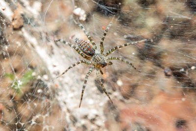 Close-up of spider on web