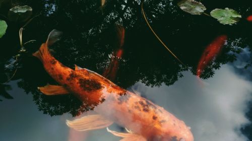 Fish swimming in sea