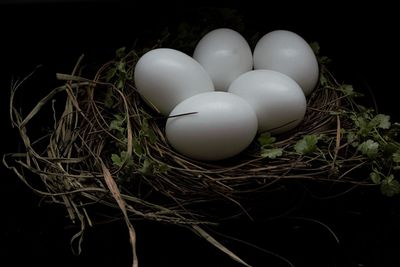 Close-up of egg on hay